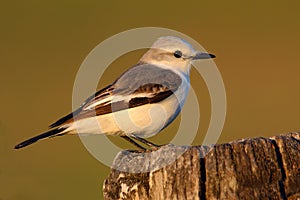 Flycatcher in the nature habitat, bird sitting in the grass, white and grey bird, Mato Grosso, Pantanal, Brazil