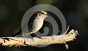 A flycatcher pirched in a tree