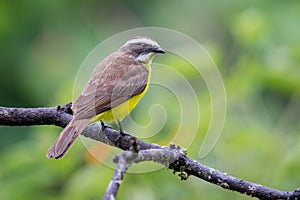 Flycatcher resting on a dry branch