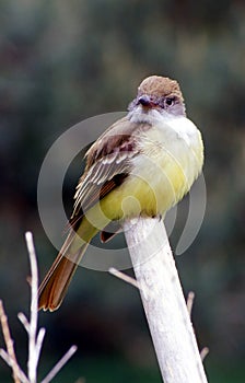 flycatcher staring