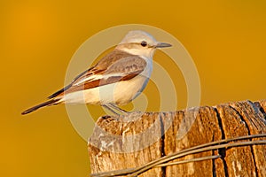 Flycatcher tyrant in the nature habitat, bird sitting in the grass, white and grey bird, Mato Grosso, Pantanal, Brazil. White grey