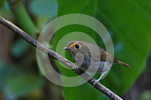 Flycatchers of Thailaand