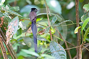 Flycatchers of Thailaand