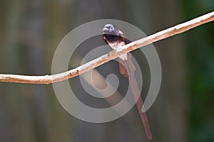 Flycatchers of Thailaand