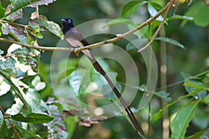 Flycatchers of Thailaand