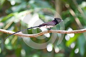 Flycatchers of Thailaand