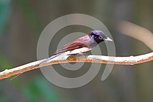 Flycatchers of Thailaand