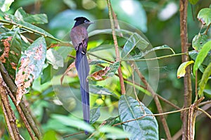 Flycatchers of Thailaand