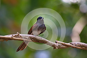 Flycatchers of Thailaand