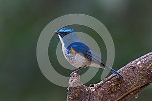 Flycatchers of Thailaand