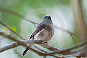 Flycatchers of Thailaand