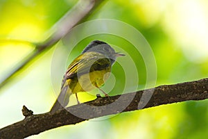 Flycatchers of Thailaand