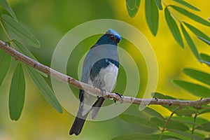 flycatchers of thailand