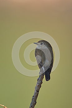 flycatchers of thailand