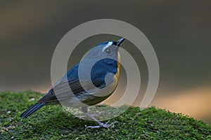 flycatchers of thailand