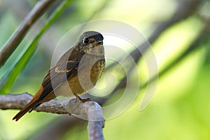 Flycatchers of Thailand