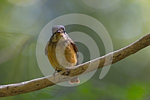 Flycatchers of Thailand