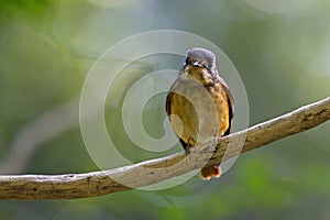 Flycatchers of Thailand