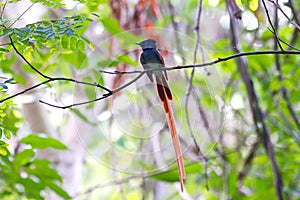 Flycatchers of thailand