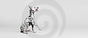 Flyer with portrait of young beautiful Dalmatian dog posing isolated over gray studio background. Concept of breed, vet