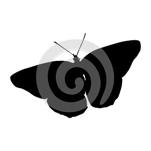 Flyiing Butterfly, Papilionoidea, Silhouette, Worldwide