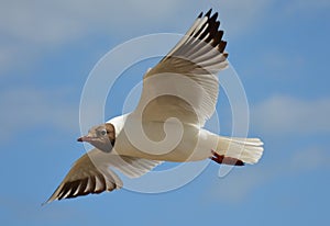 Flyin' seagull