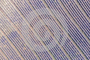 Flying above amazing lavender field in beautiful Provence, France. Stunning rows of lavender flowers blooming on sunny summer da