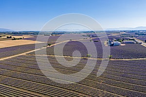 Flying above amazing lavender field in beautiful Provence, France. Stunning rows of lavender flowers blooming on sunny summer da