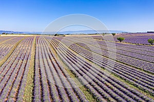 Flying above amazing lavender field in beautiful Provence, France. Stunning rows of lavender flowers blooming on sunny summer da