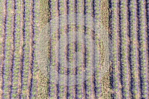 Flying above amazing lavender field in beautiful Provence, France. Stunning rows of lavender flowers blooming on sunny summer da