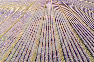 Flying above amazing lavender field in beautiful Provence, France. Stunning rows of lavender flowers blooming on sunny summer da