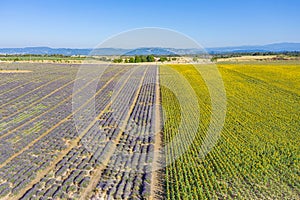 Flying above amazing lavender sunflower field in beautiful Provence, France. Stunning rows flowers blooming agriculture landscape