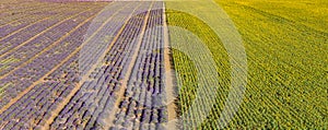 Flying above amazing lavender sunflower field in beautiful Provence, France. Stunning rows flowers blooming agriculture landscape