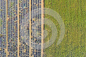 Flying above amazing lavender sunflower field in beautiful Provence, France. Stunning rows flowers blooming agriculture landscape