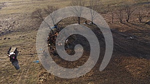 Flying above grazing cows on a farmland, tree shadows on meadow, aerial view