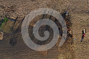 Flying above grazing cows on a farmland, tree shadows on meadow, aerial view