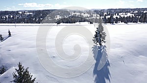 Flying above snow covered evergreen forest in the mountains. Aerial drone view of fir trees in winter