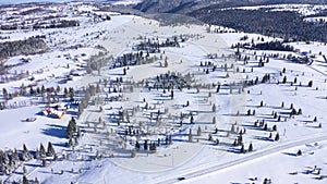 Flying above snow covered evergreen forest in the mountains. Aerial view of fir trees in winter