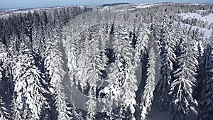 Flying above of the top of the pine trees. Winter aerial drone view of snow covered evergreen forest
