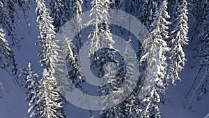 Flying above of the top of the pine trees. Winter aerial drone view of snow covered evergreen forest