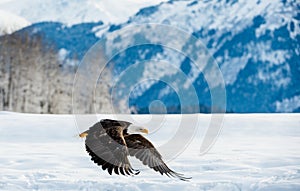 Flying Adult Bald Eagle