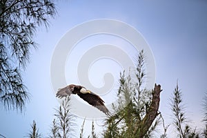 Flying Adult bald eagle Haliaeetus leucocephalus flies near his nest on Marco Island