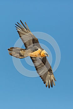 Flying adult bearded vulture gypaetus barbatus, blue sky