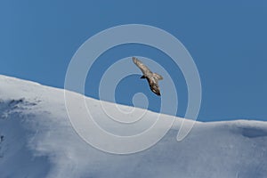 Flying adult bearded vulture Gypaetus barbatus with blue sky