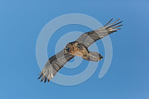 Flying adult bearded vulture Gypaetus barbatus with blue sky