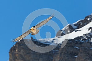 Flying adult bearded vulture gypaetus barbatus mountains, blue