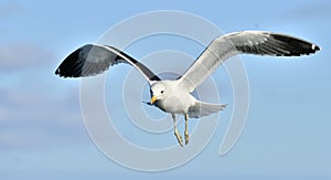 Flying adult Kelp gull (Larus dominicanus), also known as the Dominican gull and Black Backed Kelp Gull. Natural blue sk