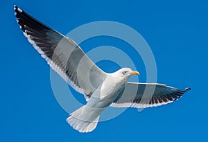 Flying adult Kelp gull Larus dominicanus, also known as the Dominican gull and Black Backed Kelp Gull. Natural blue sky backgrou