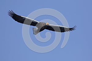 flying adult pacific eagle on a winter