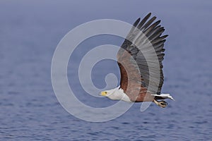 Flying African Fish Eagle over water